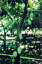 Cacao 
Tree